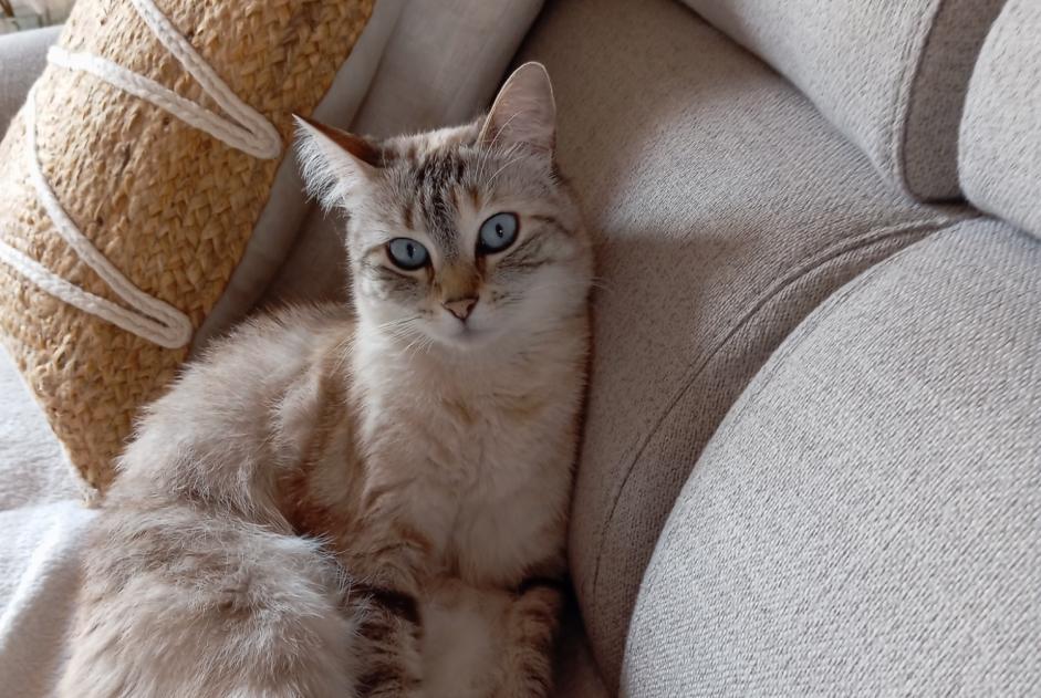 Disappearance alert Cat Female , 5 years Saint-Parres-aux-Tertres France