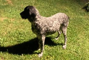 Discovery alert Dog  Female Gaillac France