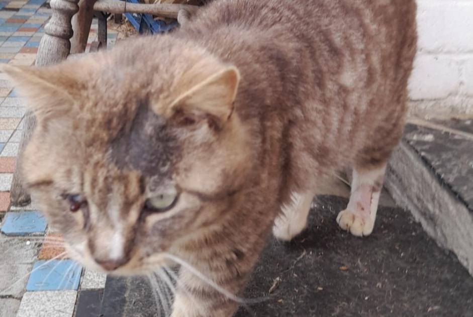 Discovery alert Cat miscegenation Male Hulluch France