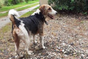 Discovery alert Dog Unknown Vieilles-Maisons-sur-Joudry France