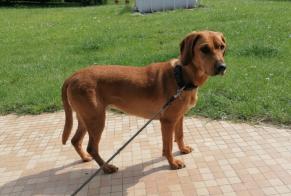 Discovery alert Dog miscegenation Female Altrippe France