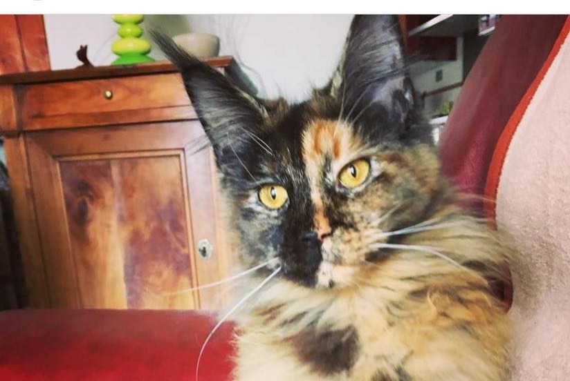 Disappearance alert Cat  Female , 6 years Larche France