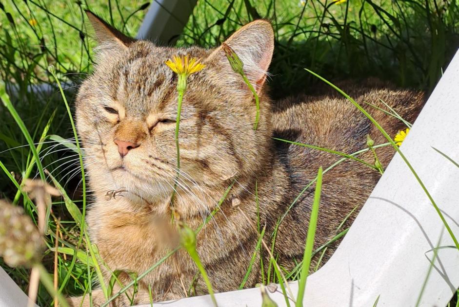 Disappearance alert Cat miscegenation Female , 6 years Treffiagat France