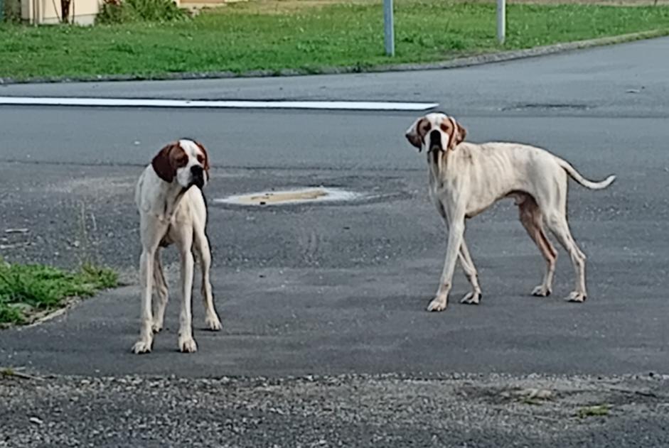Discovery alert Dog  Male Dienné France