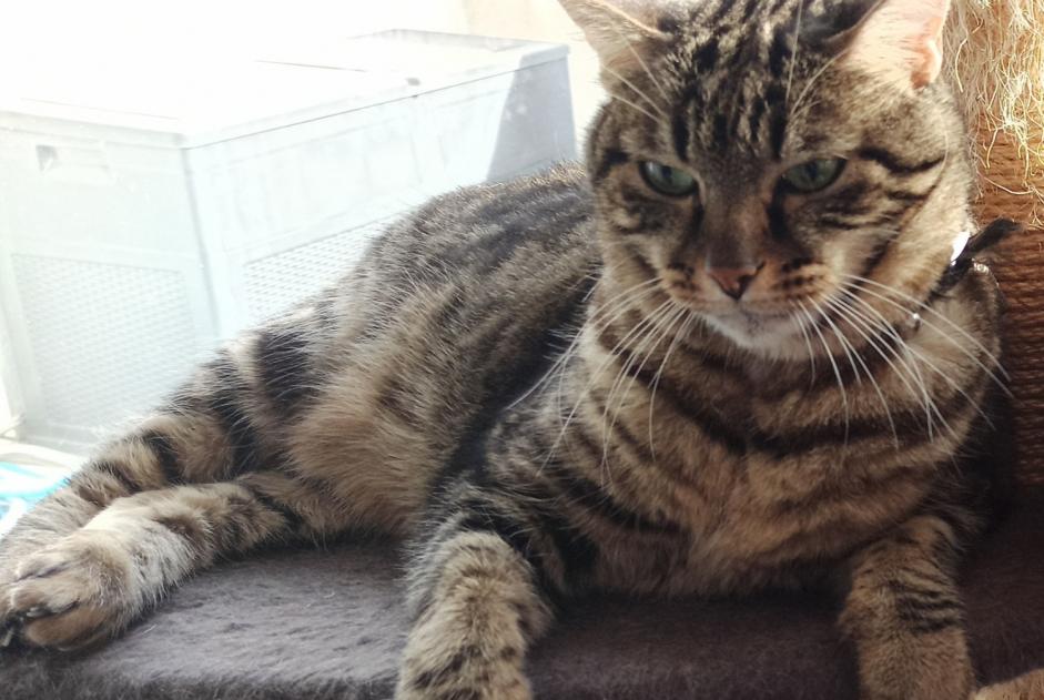 Disappearance alert Cat  Male , 17 years Saint-Georges-d'Orques France