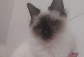 Disappearance alert Cat  Male , 1 years Crécy-en-Ponthieu France