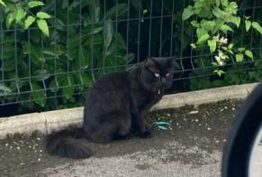 Discovery alert Cat Unknown Dijon France