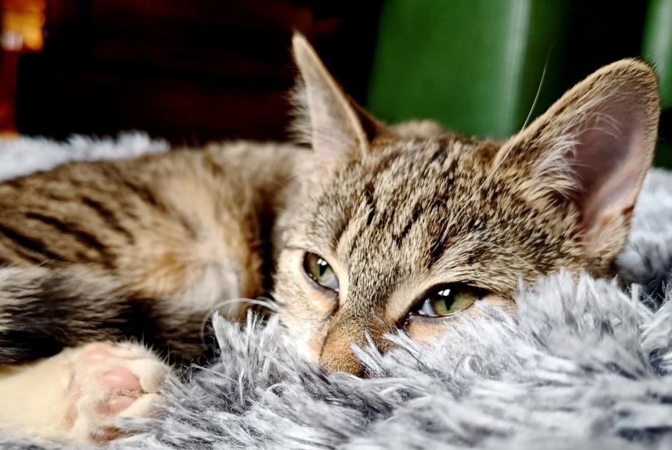 Disappearance alert Cat Female , 1 years Saint-Georges-sur-Moulon France