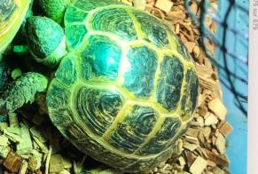 Disappearance alert Tortoise Female , 2024 years Châtellerault France