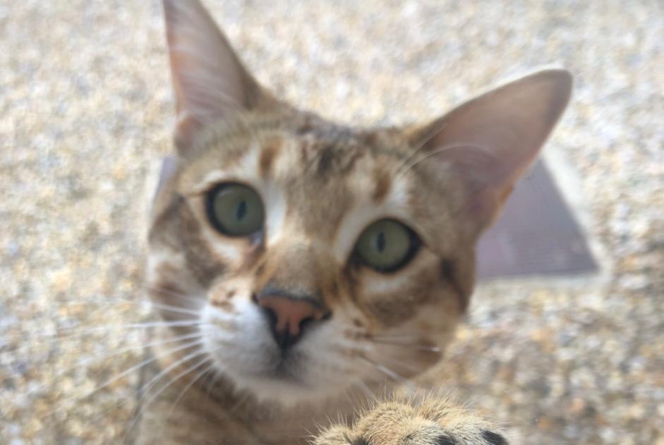 Disappearance alert Cat  Female , 1 years Mouriès France