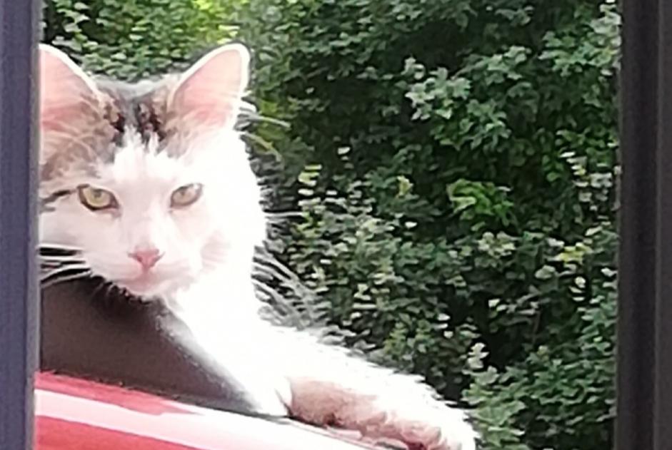 Disappearance alert Cat miscegenation Male , 3 years Bury France