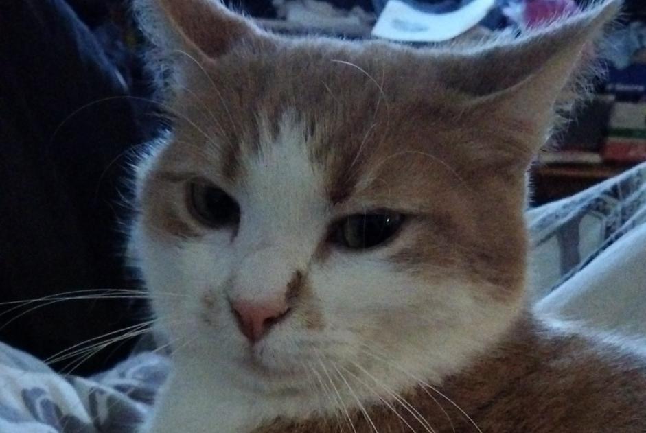 Disappearance alert Cat Male , 4 years Villepreux France