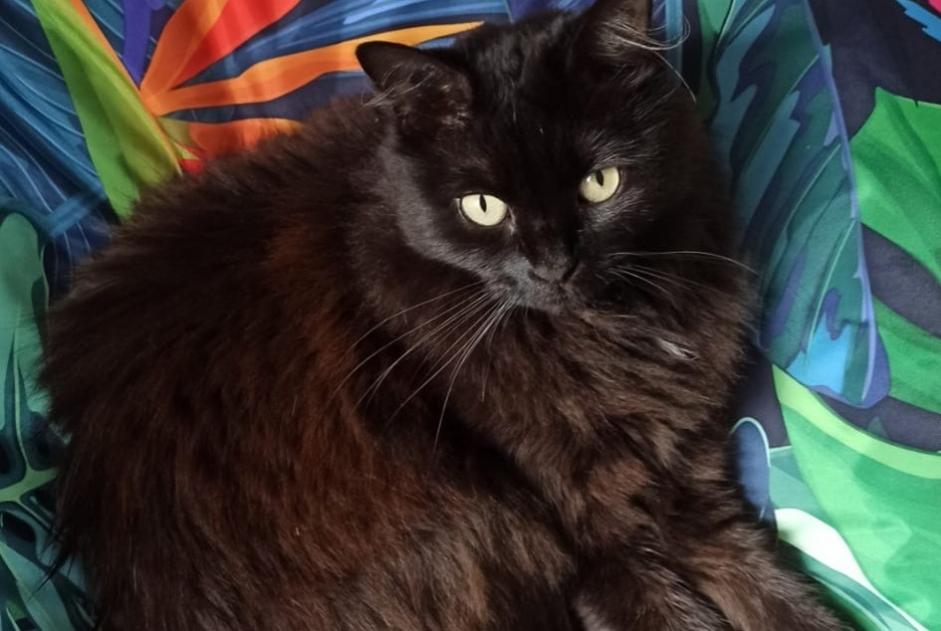 Disappearance alert Cat Female , 5 years Saint-Maur-des-Fossés France