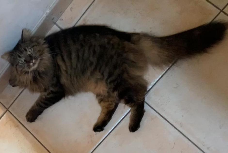 Disappearance alert Cat  Female , 5 years Plorec-sur-Arguenon France