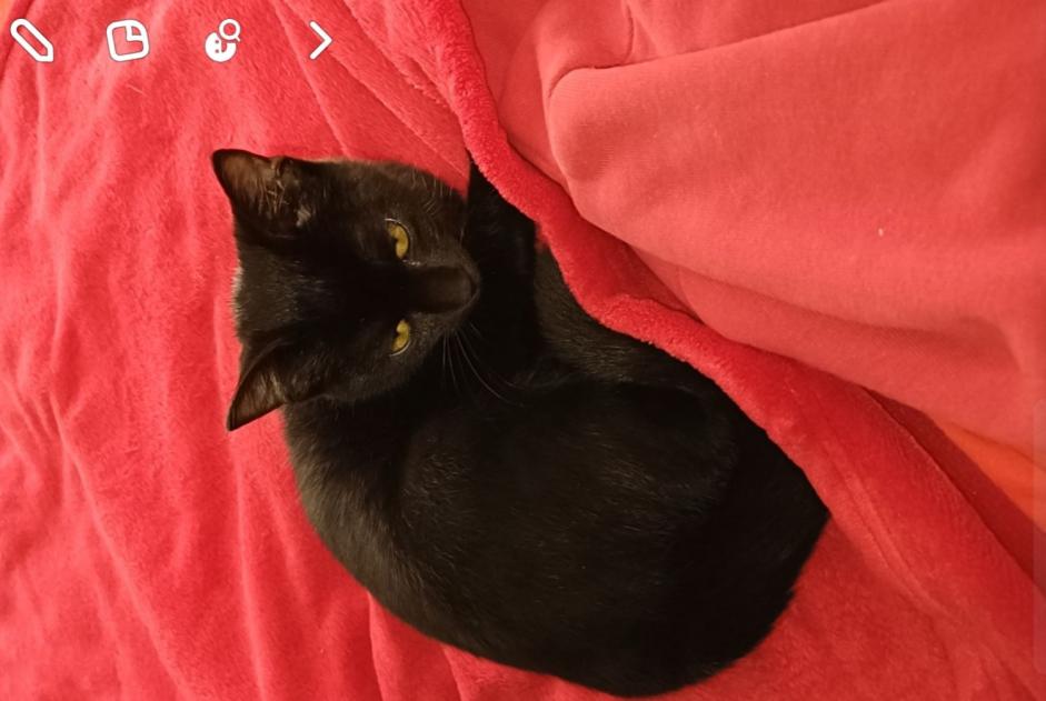 Disappearance alert Cat Male , 1 years Évry-Courcouronnes France