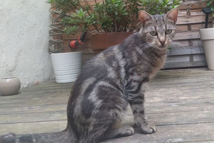 Disappearance alert Cat Female , 4 years Argenteuil France