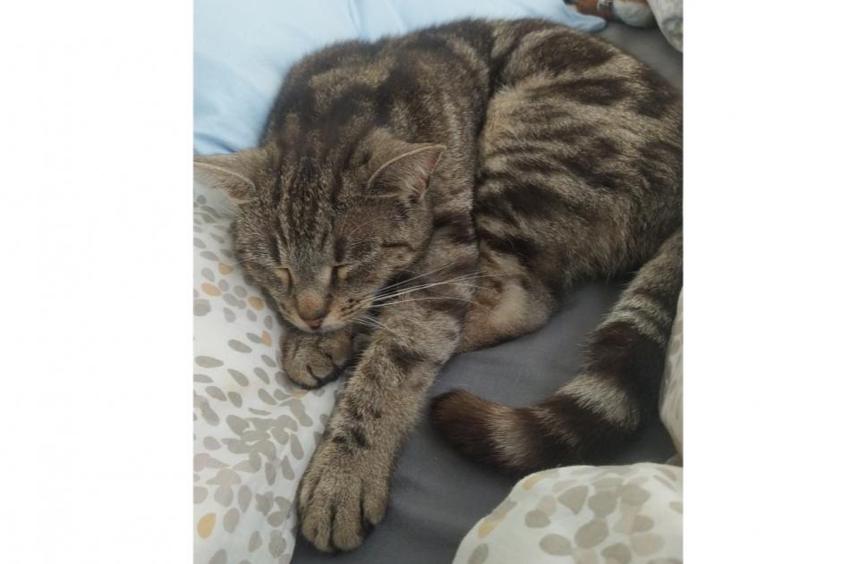 Disappearance alert Cat Female , 4 years Argenteuil France