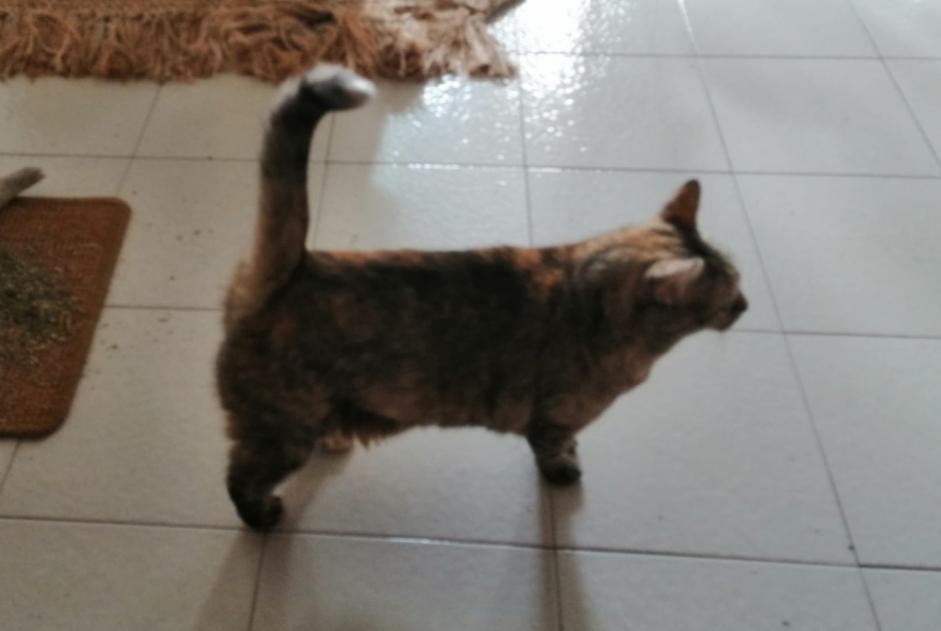 Disappearance alert Cat  Female , 9 years Grenoble France