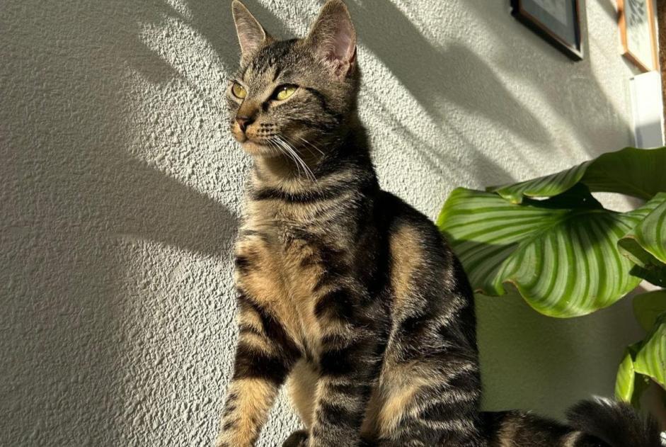 Disappearance alert Cat  Female , 2 years Chécy France
