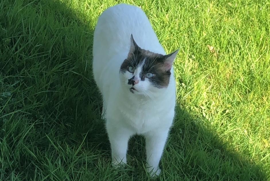 Disappearance alert Cat miscegenation Male , 11 years Aillas France
