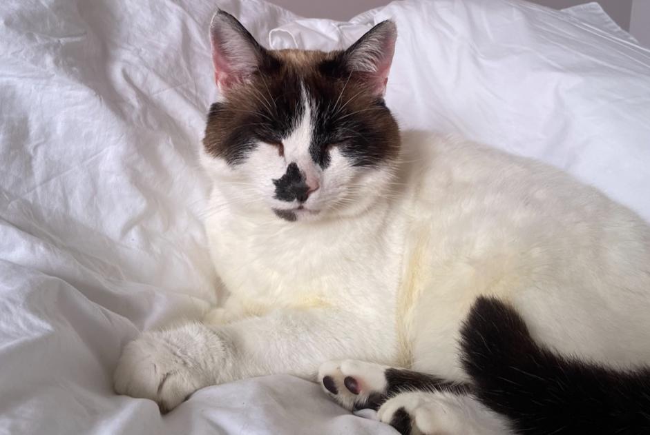 Disappearance alert Cat miscegenation Male , 11 years Aillas France