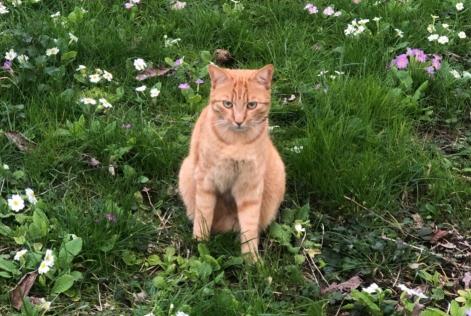 Disappearance alert Cat Male , 2 years L'Haÿ-les-Roses France