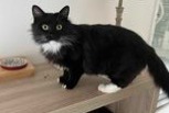 Disappearance alert Cat Male , 1 years Cesson-Sévigné France