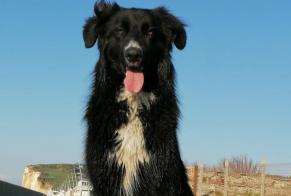 Disappearance alert Dog miscegenation Male , 6 years Le Claux France