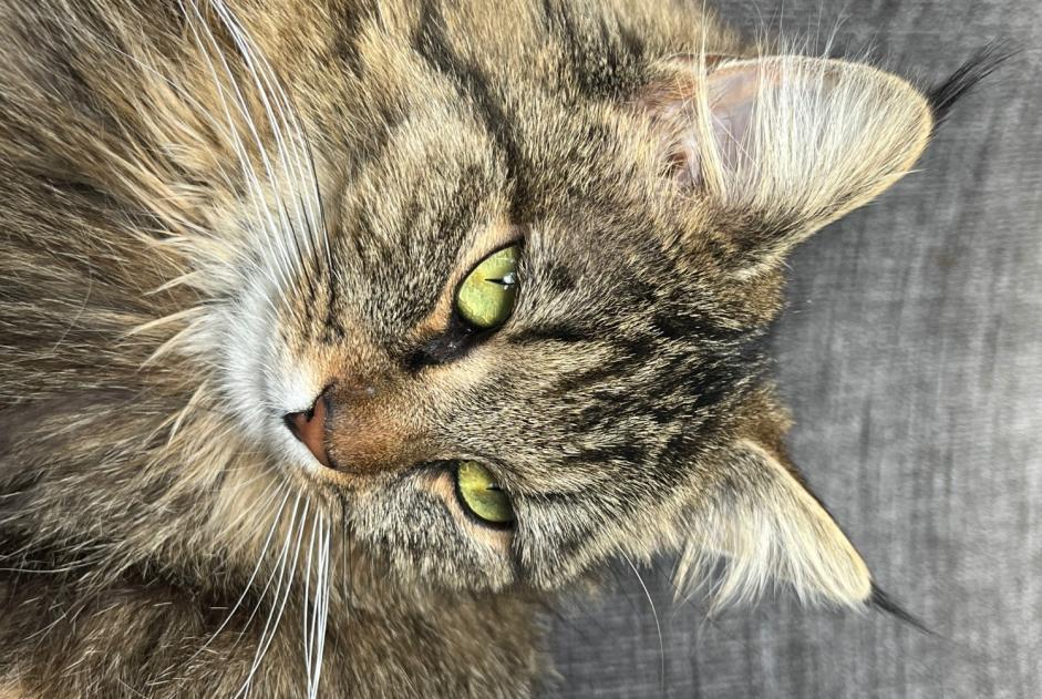Disappearance alert Cat miscegenation Female , 2 years Veigy-Foncenex France