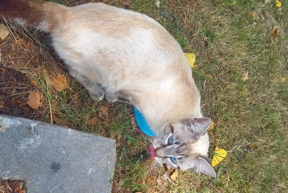 Discovery alert Cat miscegenation Male Pessac France