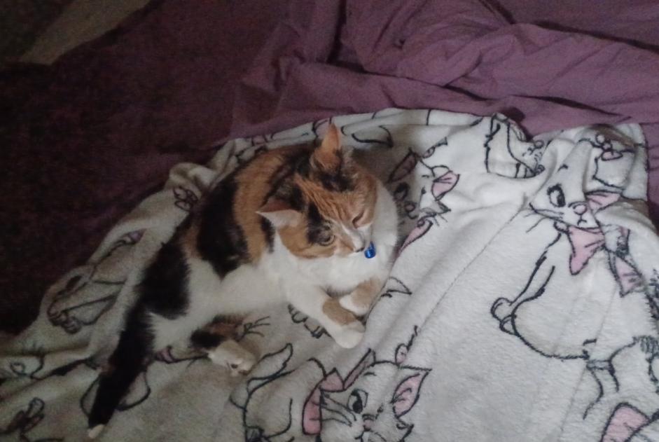Disappearance alert Cat  Female , 8 years Caluire-et-Cuire France