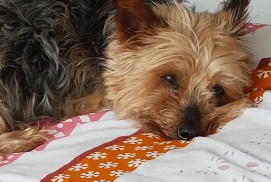 Disappearance alert Dog  Male , 11 years Lisieux France
