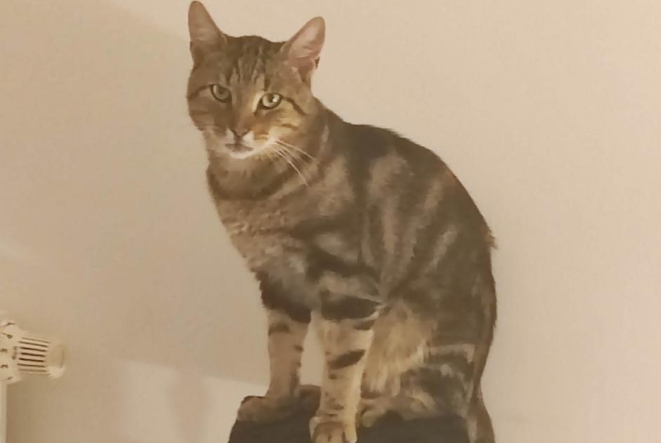 Disappearance alert Cat Male , 2 years Bully-les-Mines France