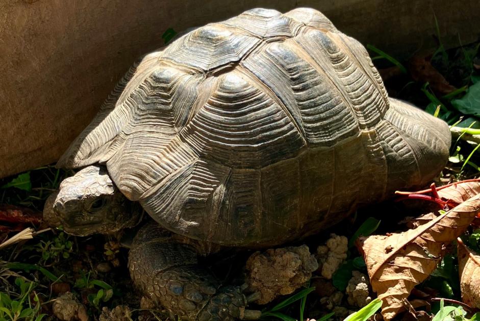 Discovery alert Tortoise Unknown Espelette France