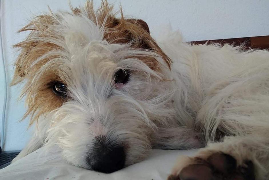 Disappearance alert Dog  Male , 9 years Ville-la-Grand France