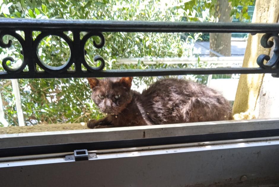 Discovery alert Cat miscegenation Unknown Échirolles France