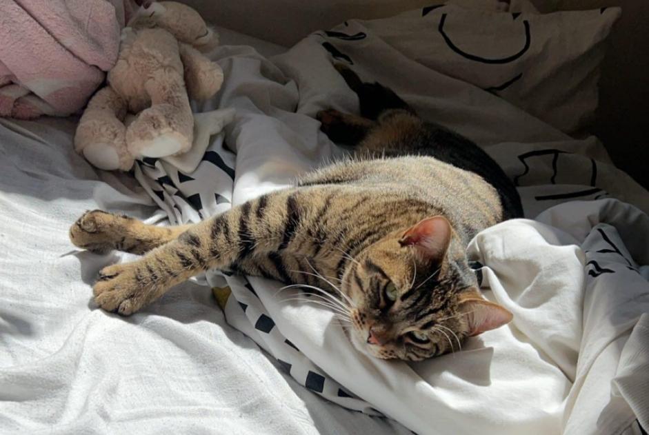 Disappearance alert Cat  Male , 2 years Aragon France