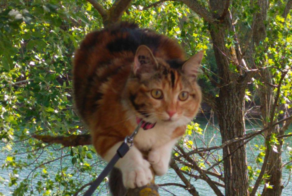 Disappearance alert Cat Female , 2 years Roquebrune-sur-Argens France