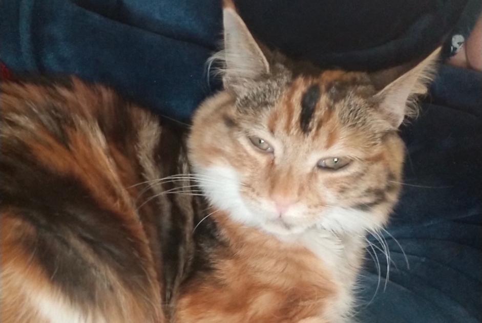 Disappearance alert Cat Female , 2 years Roquebrune-sur-Argens France
