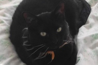 Disappearance alert Cat  Male , 12 years Thorame-Basse France