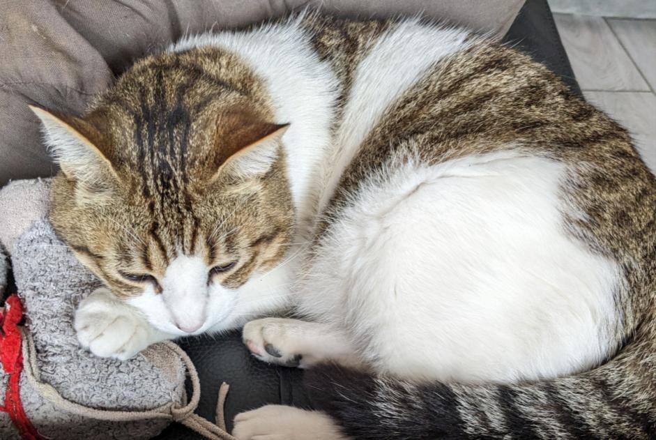 Disappearance alert Cat Male , 11 years Maubec France