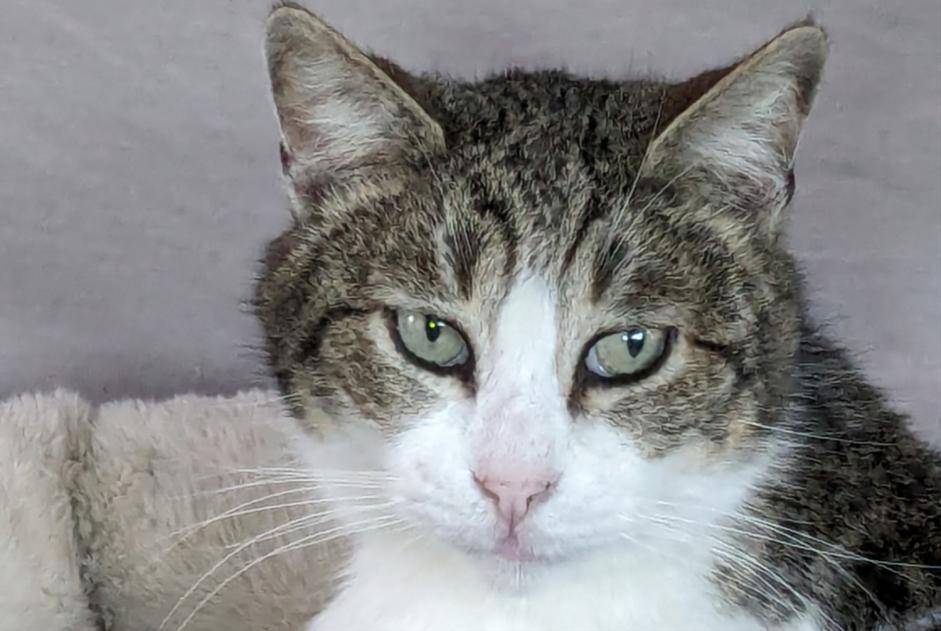 Disappearance alert Cat Male , 11 years Maubec France