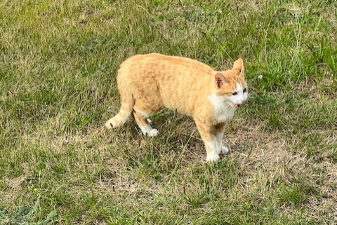 Discovery alert Cat Male Vienne-en-Val France