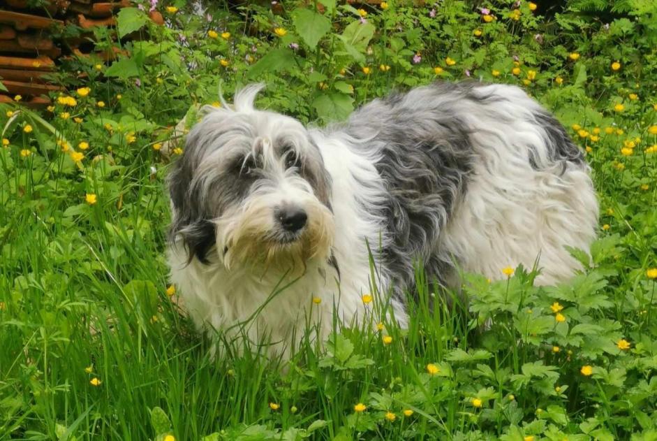 Disappearance alert Dog miscegenation Female , 1 years Paimpont France
