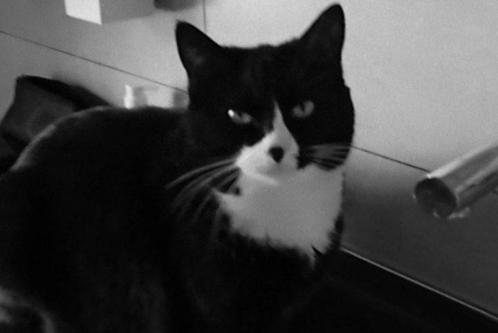 Disappearance alert Cat miscegenation Female , 3 years Guichen France