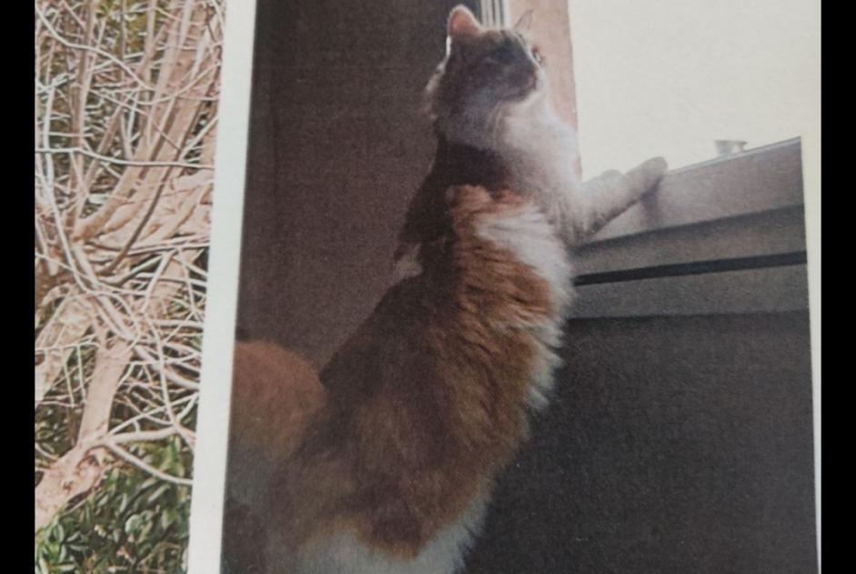 Disappearance alert Cat miscegenation Female , 3 years Saint-Cézaire-sur-Siagne France