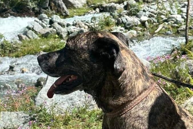 Disappearance alert Dog miscegenation Female , 7 years Bourg-Saint-Maurice France