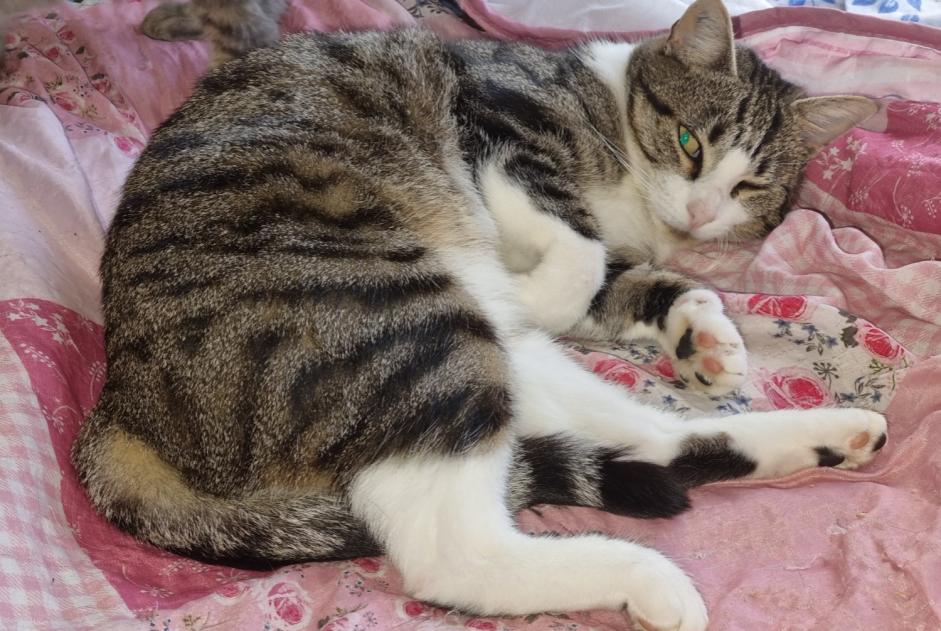 Disappearance alert Cat  Female , 6 years Nogent-le-Roi France