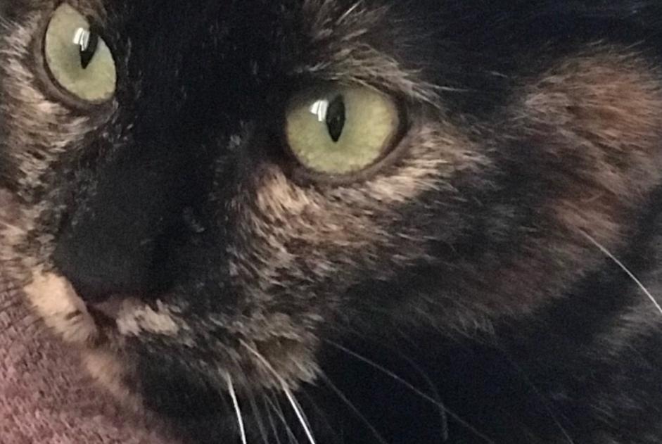 Disappearance alert Cat Female , 7 years Villette France