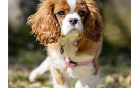 Disappearance alert Dog  Female , 4 years Thenon France